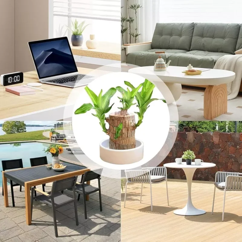 A Set of Green Plant Brazilian Wood Water Raise Lucky Wood Potted Tree Indoor US - Image 3