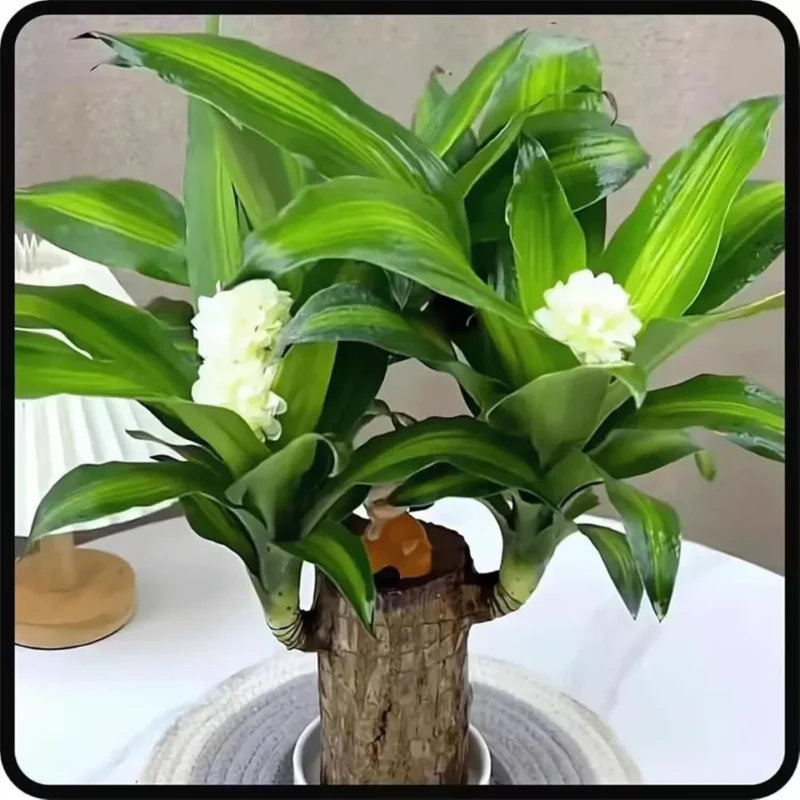 A Set of Green Plant Brazilian Wood Water Raise Lucky Wood Potted Tree Indoor US - Image 2